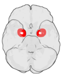 Amygdala