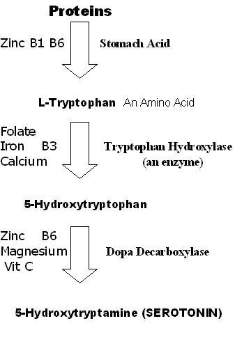 The 5-htp pathway to Serotonin